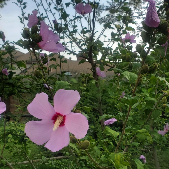 Rose of Sharon - Picture 3 of 5